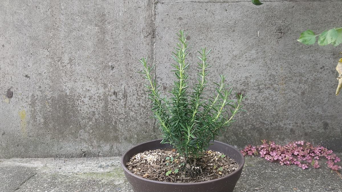 鉢植えから1ヶ月後のローズマリー