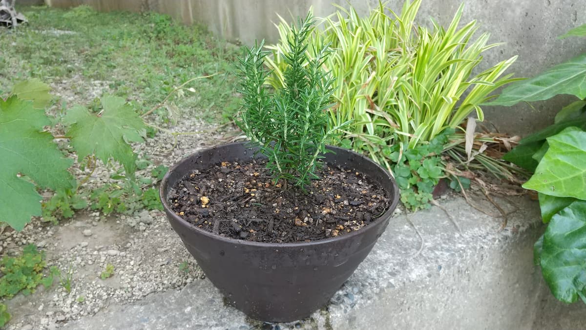 水やり後の鉢植えされたローズマリー